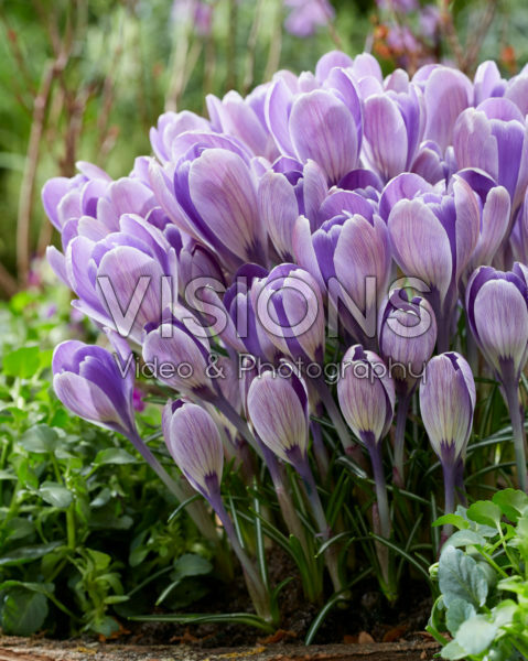 Crocus Striped Bird Crocus Striped Bird