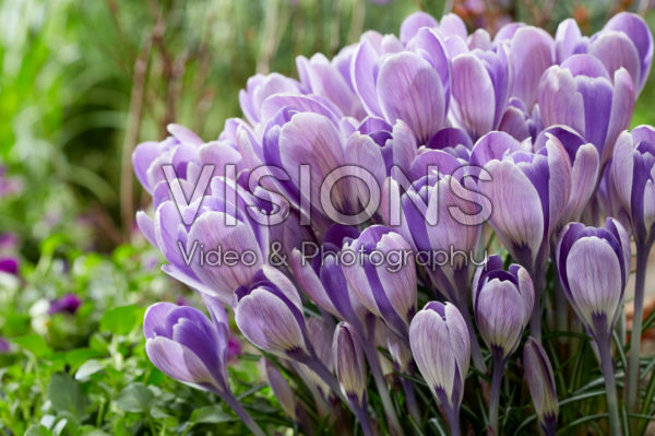 Crocus Striped Bird Crocus Striped Bird