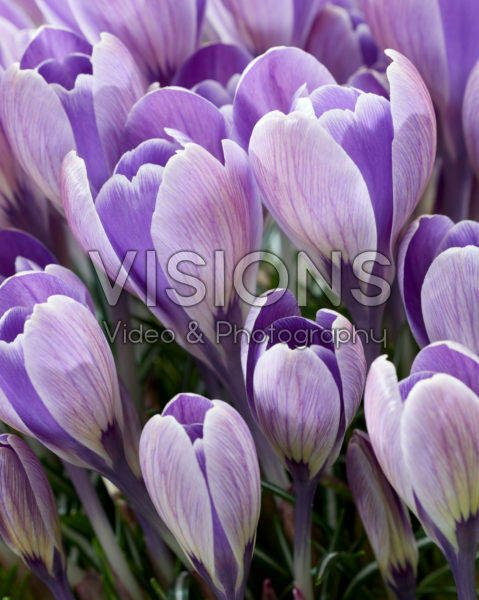 Crocus Striped Bird Crocus Striped Bird