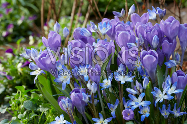 Crocus Hummingbird, Chionodoxa forbesii Blue Giant Crocus Hummingbird, Chionodoxa forbesii Blue Giant