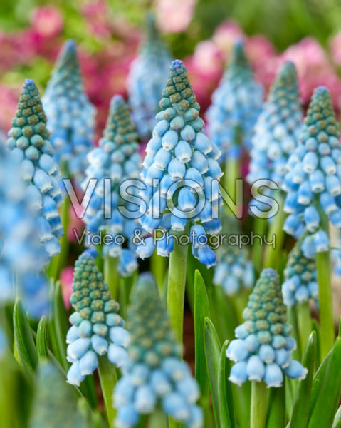 Muscari Early Bird Muscari Early Bird