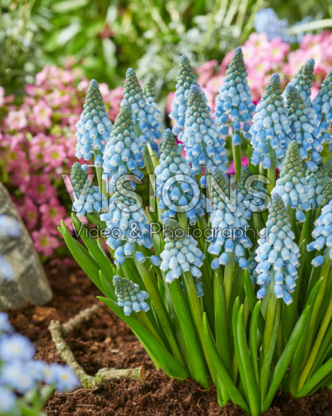 Muscari Early Bird Muscari Early Bird