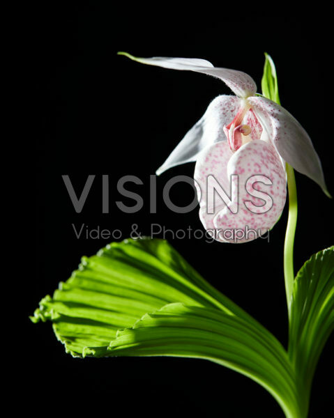 Cypripedium japonicum Cypripedium japonicum