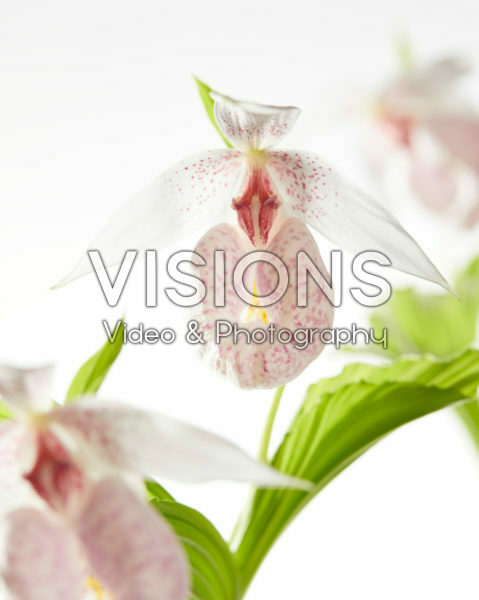 Cypripedium japonicum Cypripedium japonicum