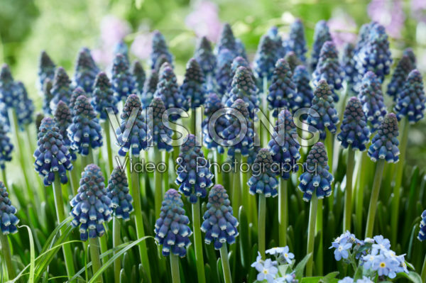 Muscari Night Eyes Muscari Night Eyes