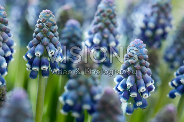 Muscari Night Eyes Muscari Night Eyes