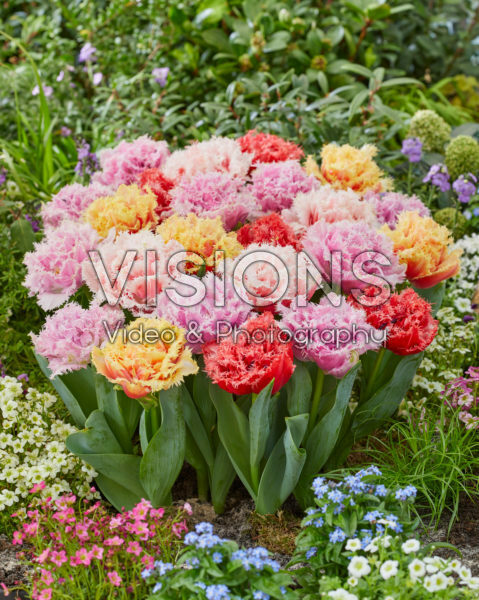 Tulipa Aussie Mix Tulipa Aussie Mix