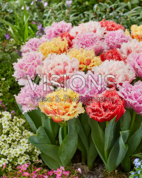 Tulipa Aussie Mix Tulipa Aussie Mix