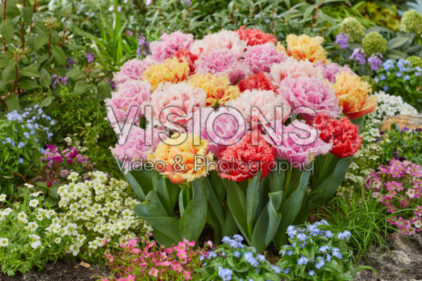 Tulipa Aussie Mix Tulipa Aussie Mix