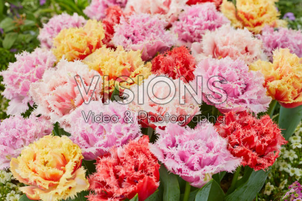 Tulipa Aussie Mix Tulipa Aussie Mix
