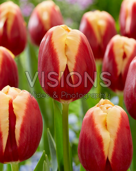 Tulipa Heaven Tulipa Heaven