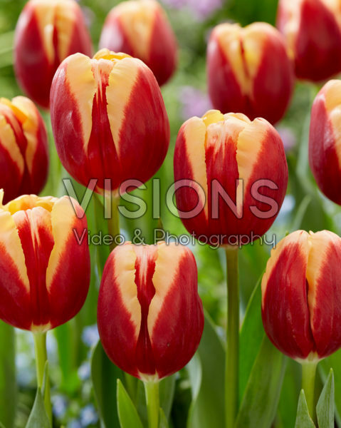 Tulipa Heaven Tulipa Heaven