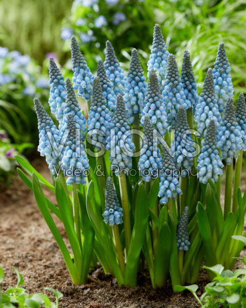 Muscari Blue Horizon Muscari Blue Horizon