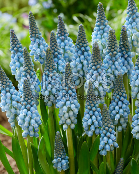 Muscari Blue Horizon Muscari Blue Horizon