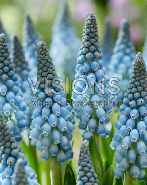 Muscari Blue Horizon Muscari Blue Horizon