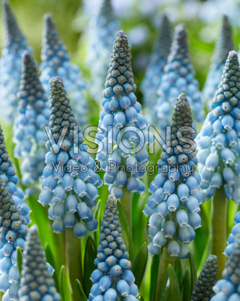Muscari Blue Horizon Muscari Blue Horizon