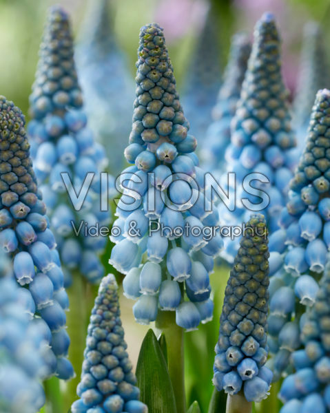 Muscari Blue Horizon Muscari Blue Horizon