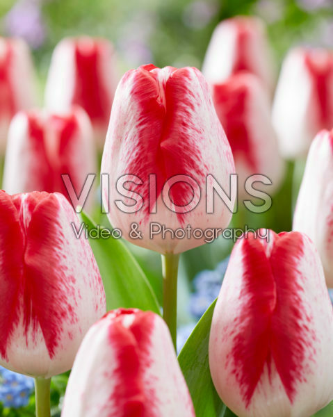Tulipa French Kiss Tulipa French Kiss