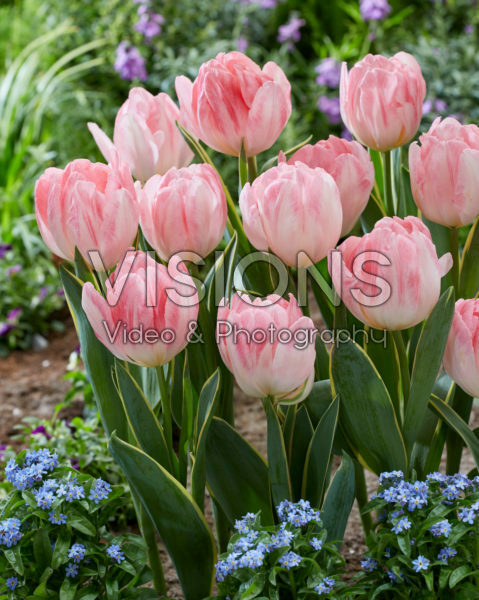 Tulipa Foxtrot Design Tulipa Foxtrot Design