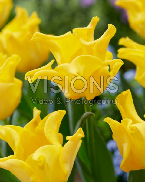 Tulipa King's Crown Tulipa King's Crown