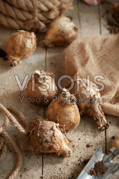 Hippeastrum bulbs Hippeastrum bulbs