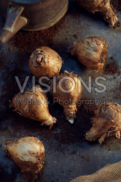 Hippeastrum bulbs Hippeastrum bulbs