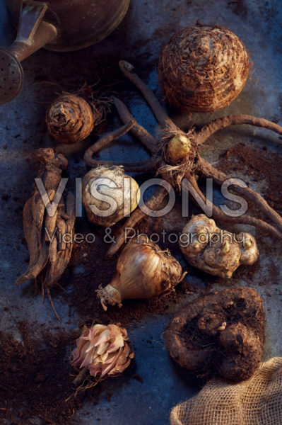 Flowerbulbs mixed Flowerbulbs mixed