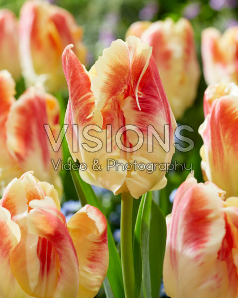 Tulipa Bisou Tulipa Bisou