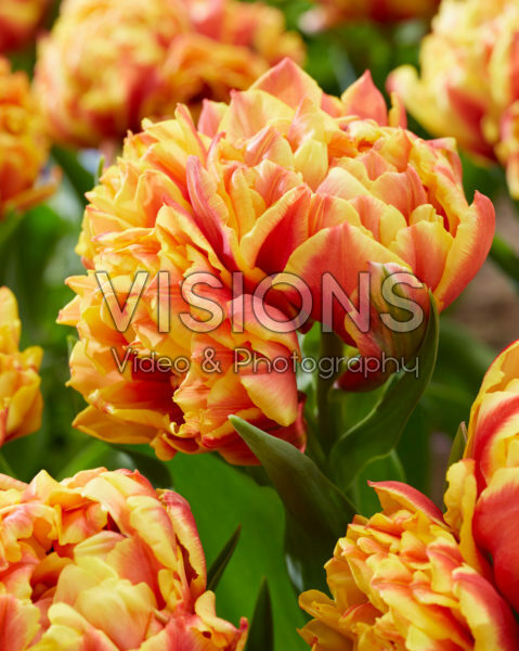 Tulipa Spain Tulipa Spain