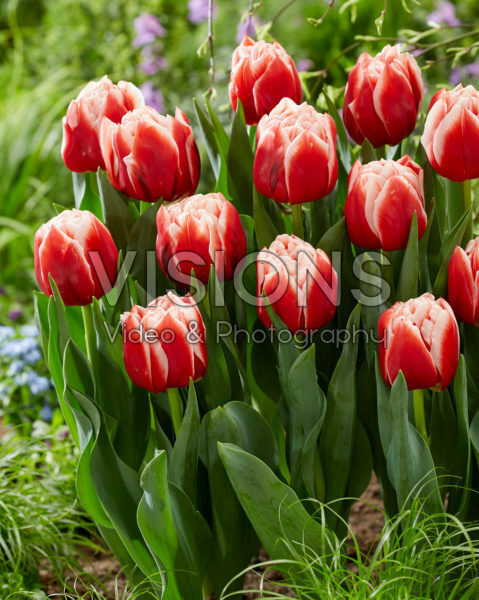 Tulipa Everton Tulipa Everton