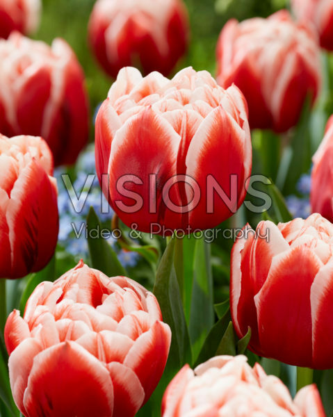 Tulipa Everton Tulipa Everton