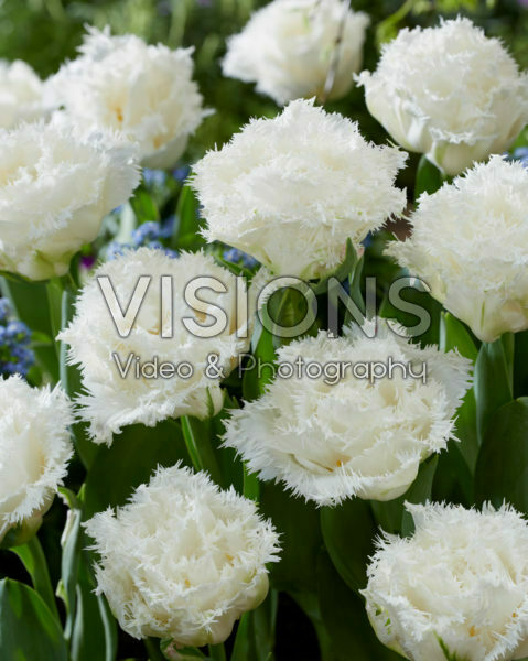 Tulipa White Ice Tulipa White Ice