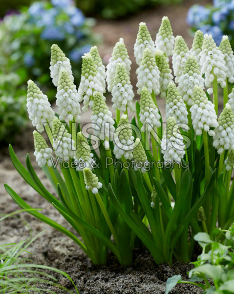 Muscari White Pearl Muscari White Pearl