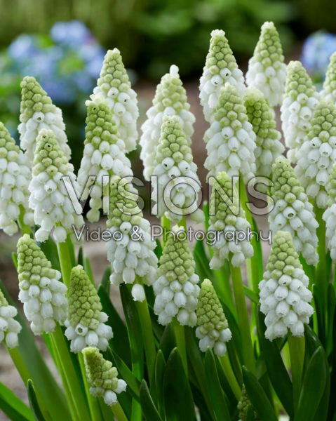 Muscari White Pearl Muscari White Pearl
