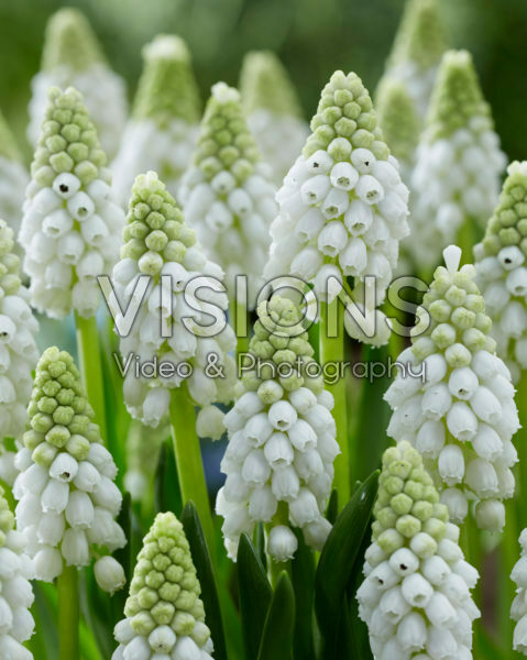 Muscari White Pearl Muscari White Pearl