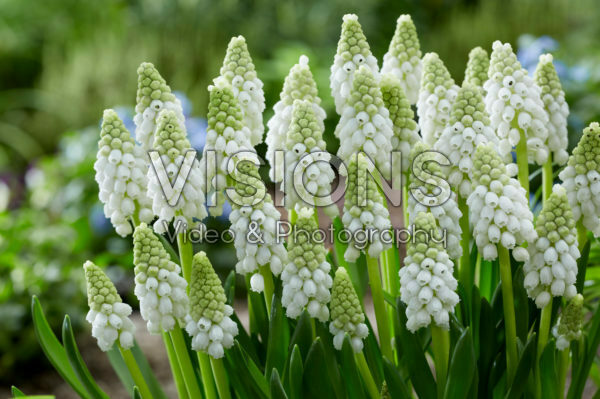 Muscari White Pearl Muscari White Pearl