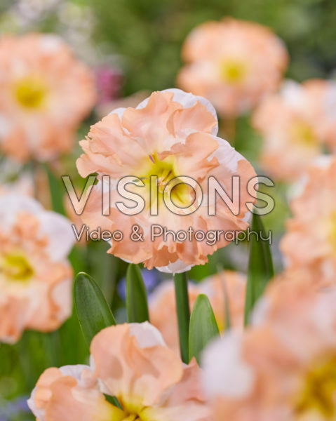 Narcissus Irena’s Choice Narcissus Irena’s Choice