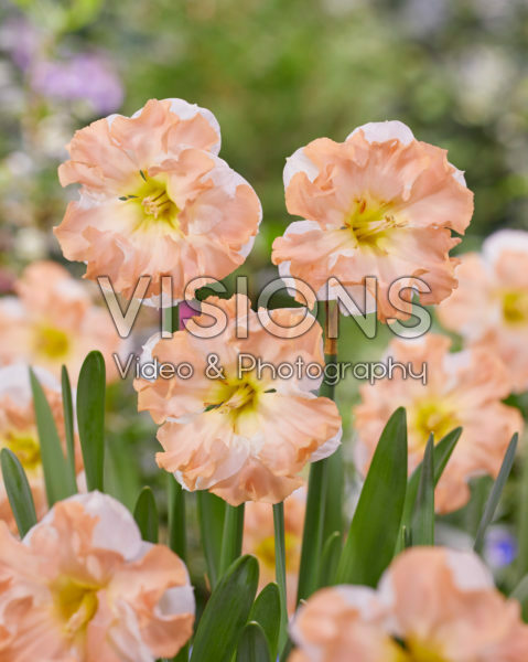 Narcissus Irena’s Choice Narcissus Irena’s Choice