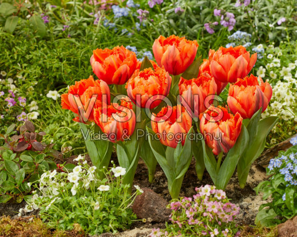 Tulipa Royal Centennial Tulipa Royal Centennial