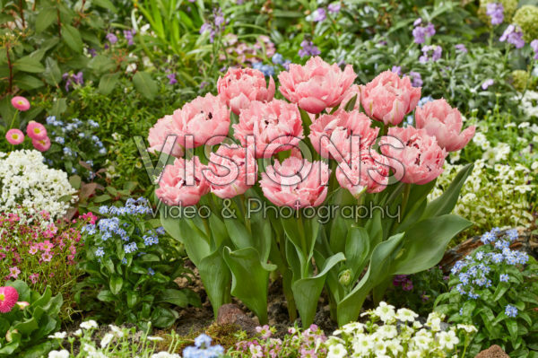 Tulipa Sugar Crystal Tulipa Sugar Crystal