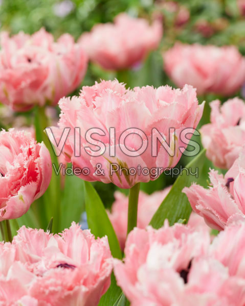Tulipa Sugar Crystal Tulipa Sugar Crystal