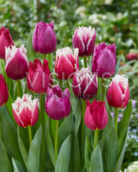 Tulipa mix San Tulipa mix San