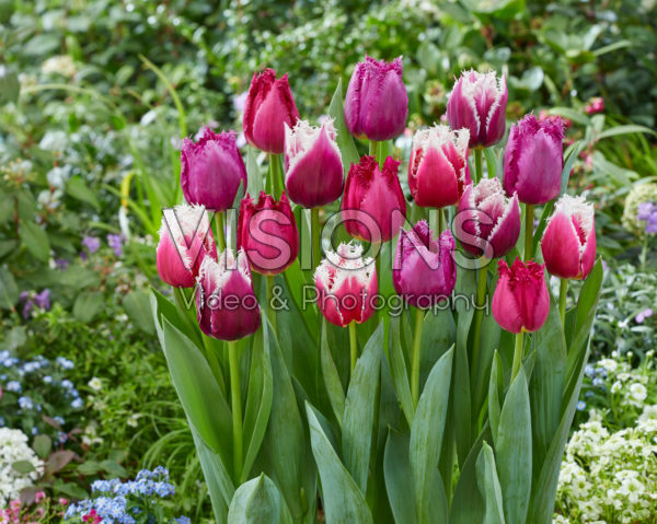 Tulipa mix San Tulipa mix San