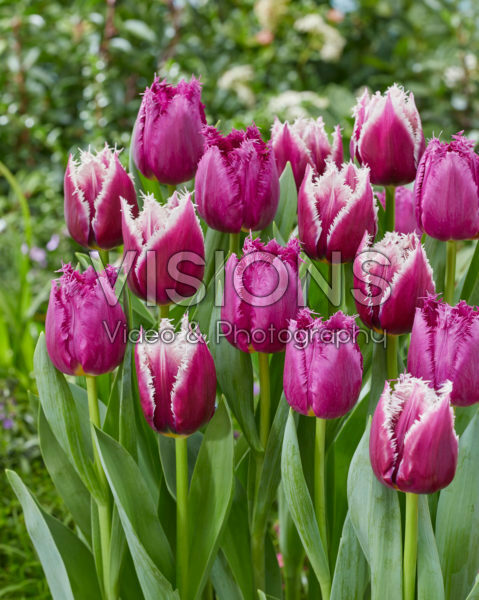 Tulipa mix San Tulipa mix San
