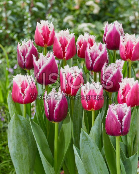 Tulipa mix San Tulipa mix San