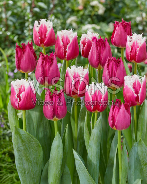 Tulipa mix San Tulipa mix San