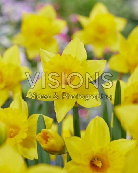 Narcissus Golden Bay Narcissus Golden Bay