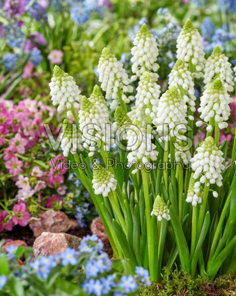 Muscari Snowwhite Muscari Snowwhite