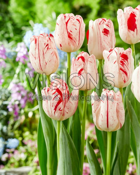 Tulipa Merel Delight Tulipa Merel Delight