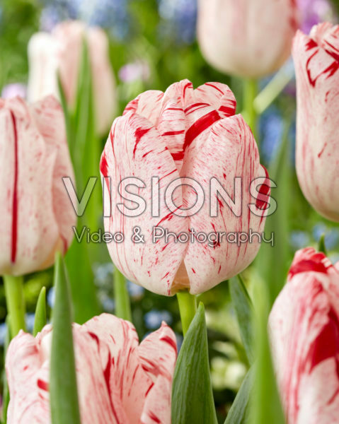 Tulipa Merel Delight Tulipa Merel Delight